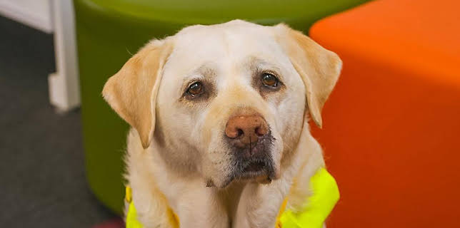 12:25 PM: Dog Squad (S2) | Cbeebies | 2/4 2026