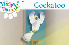 Mickey's Farm: Cockatoo