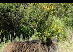 Montería, una pasión portuguesa