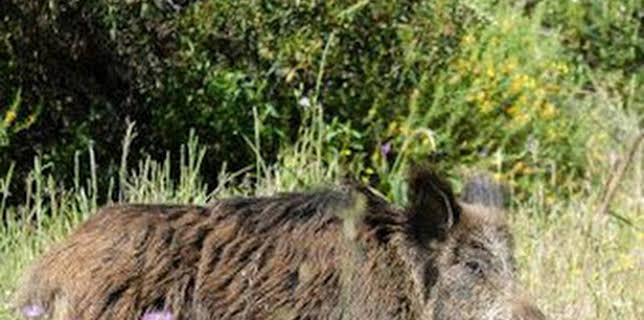 10:22: Montería, una pasión portuguesa | Caza y Pesca | 2/12 2026