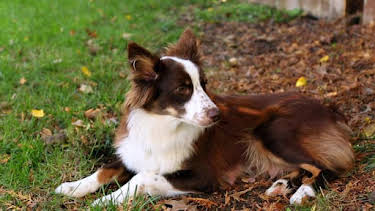 8:30 AM: How Do Animals Do That? (S1) | Discovery Channel | 4/11 2026