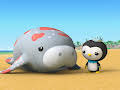 Octonauts: Above & Beyond