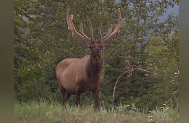 Canada's National Parks: Canadian Rockies: Banff and Jasper