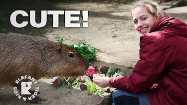 19:50: Elefant, Tiger & Kids: Zoo-Praktikum backstage | MDR Fernsehen | 4/8 2026