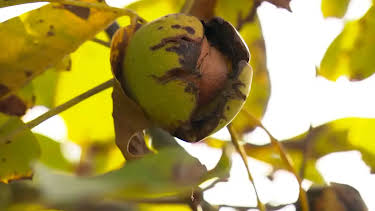 01:15: Die Nordreportage: Die Walnuss-Knacker | Radio Bremen | 4/2 2026