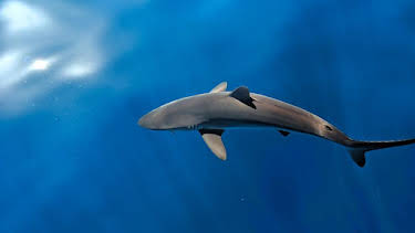8:00 PM: Blue Planet Revisited (S1) | BBC Two | 8/23 2026