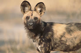 Gangland Killers: Episode 2