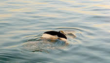 Die letzten ihrer Art