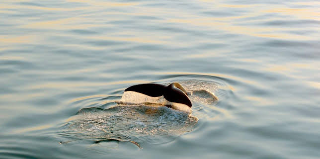 17:50: Die letzten ihrer Art | Arte | 1/22 2026