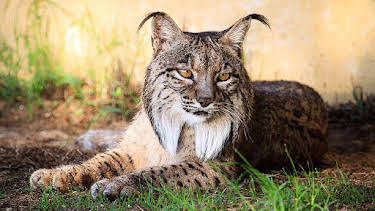 17:20: Grandes Documentales Hijos De Saliega. El Retorno Del Lince Iberico | LA 2 | 7/31 2026