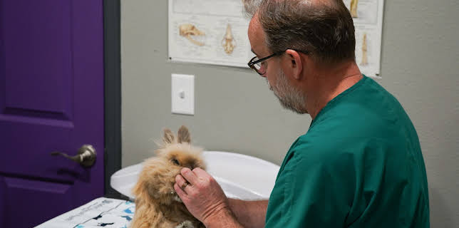 18:00: Dr. Jeff: Rocky Mountain Vet (S6 E11) (S6) | Animal Planet | 11/28 2025