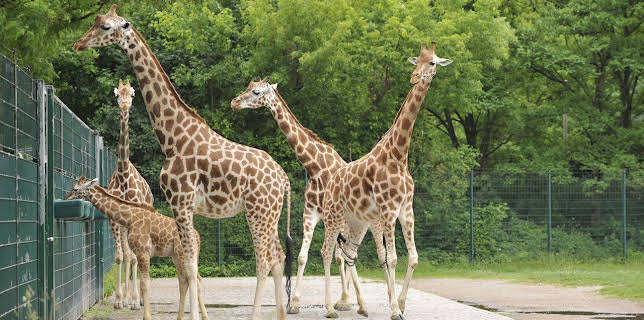 07:00: Panda, Gorilla & Co. (35) | RBB Fernsehen | 1/31 2026