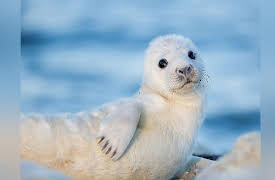 Wild Baltic Sea: Between Estonia and Finland