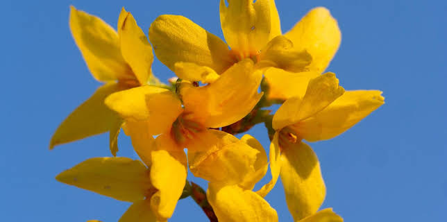 10:00: Schnittgut. Alles aus dem Garten | ARD Alpha | 3/10 2026