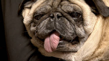 07:30: Dyrlegen i Rocky Mountain (S1 E5) (S1) | Animal Planet | 3/30 2026