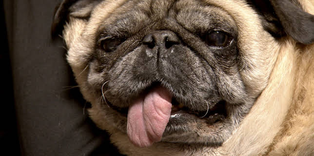 08:30: Dyrlegen i Rocky Mountain (S1 E5) (S1) | Animal Planet | 12/5 2025