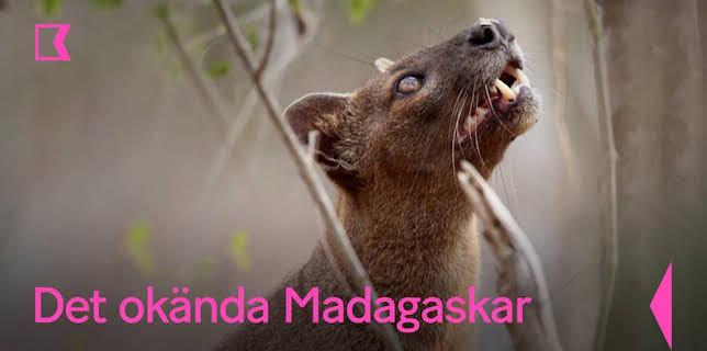 18:05: Det okända Madagaskar | Kunskapskanalen | 12/3 2025