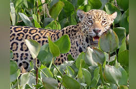 Brazil Untamed: The Pantanal