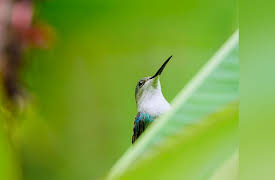 Secrets of the Rainforest: Life of a Hummingbird