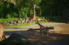 Wild Heroes: Episode 7