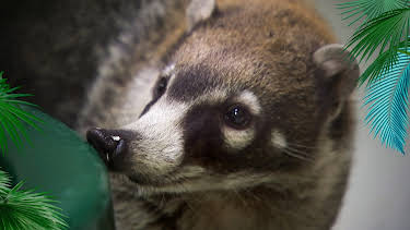 14:25: Elefant, Tiger & Co. | MDR Fernsehen | 5/4 2026