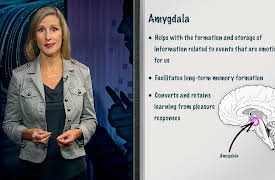 The Brain-Based Guide to Communicating Better: How the Adult Brain Communicates