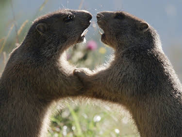 21:00: Wilder Frühling - Tierische Liebe zwischen Oberrhein und Zugspitze | SWR Fernsehen RP | 3/29 2026