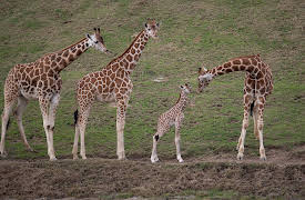 The Zoo: San Diego: Episode 2