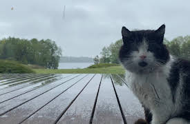 W Domu (At Home Poland): Nothing Can Stop This Spring