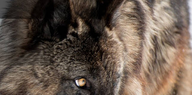 9:00 PM: Wild Yellowstone | Nat Geo Wild | 2/25 2026