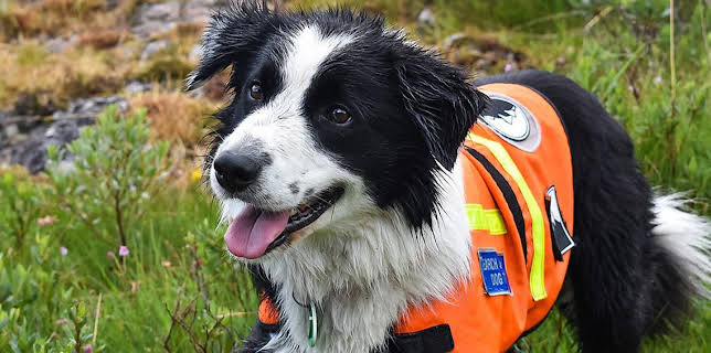 12:25 PM: Dog Squad (S2) | Cbeebies | 1/27 2026