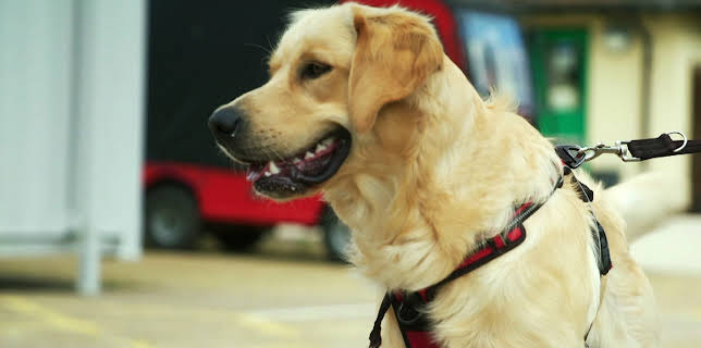 21:45: Hundehuset: Sammy | NRK 2 | 2/11 2026