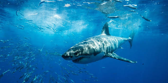 18:40: Haie gegen den Rest der Welt | ProSieben Maxx | 12/26 2025