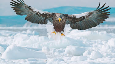 11:50: Abenteuer Wildnis | BR Fernsehen | 5/27 2026