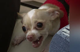 My Tiny Terror Season 1: Mini Cujo