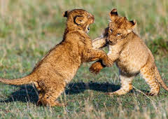 Mindful Escapes: Breathe, Release, Restore