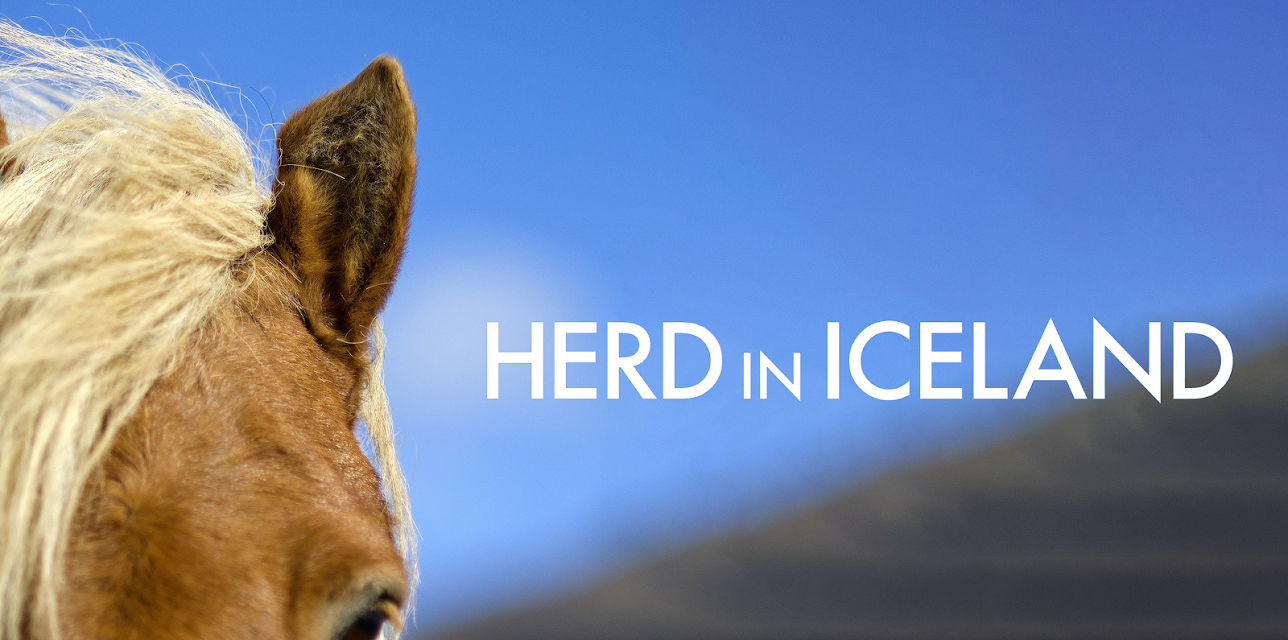 Herd in Iceland (2013)
