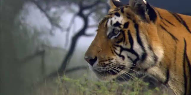 10:25 PM: Natural World | BBC Two | 1/22 2026