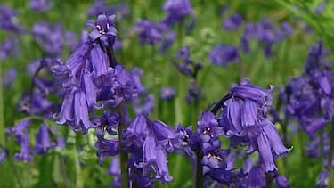 6:50 AM: The A to Z of TV Gardening | BBC Two | 4/5 2026