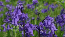 The A to Z of TV Gardening