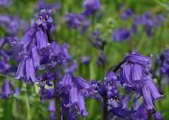 The A to Z of TV Gardening