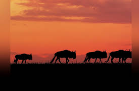 Nomads Of The Serengeti: Return to the Mara