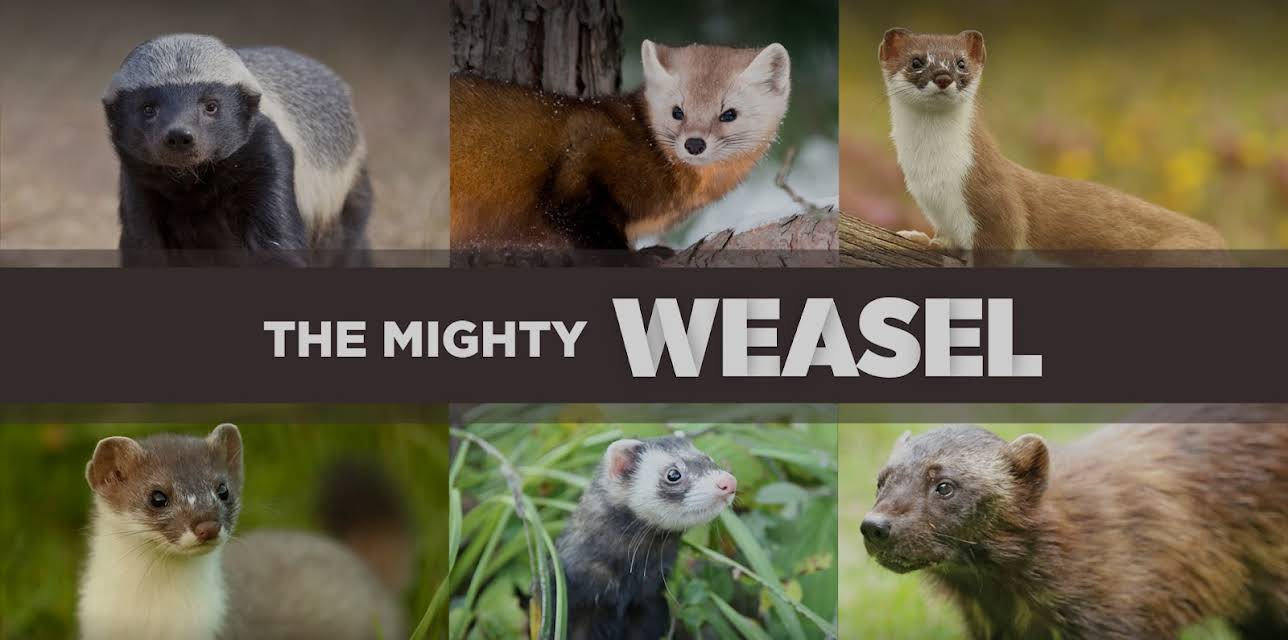 The Mighty Weasel (1982)