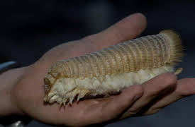 Nick Baker's Weird Creatures: Pink Fairy Armadillo