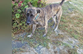 Ruff Life With Lee Asher: Lee Gets a Dog Adopted