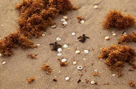 Splash and Bubbles: Get Your Feet Wet, Season 1: Baby Sea Turtles