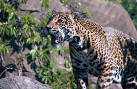 72 Dangerous Animals: Latin America: Jungle Jeopardy
