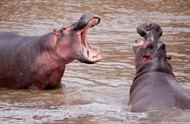 Animals on Drugs, Season 1: Cocaine Hippos