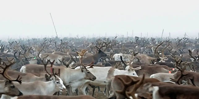 13:55: Menschen am Rande der Welt - Lappland | NDR Fernsehen | 12/26 2025