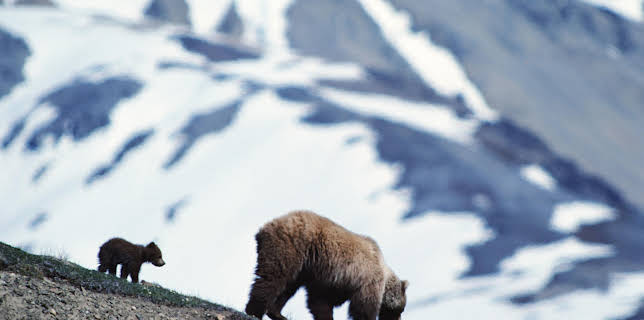 4:00 PM: Planet Earth (S1 E2) (S1) | Yesterday | 11/9 2025